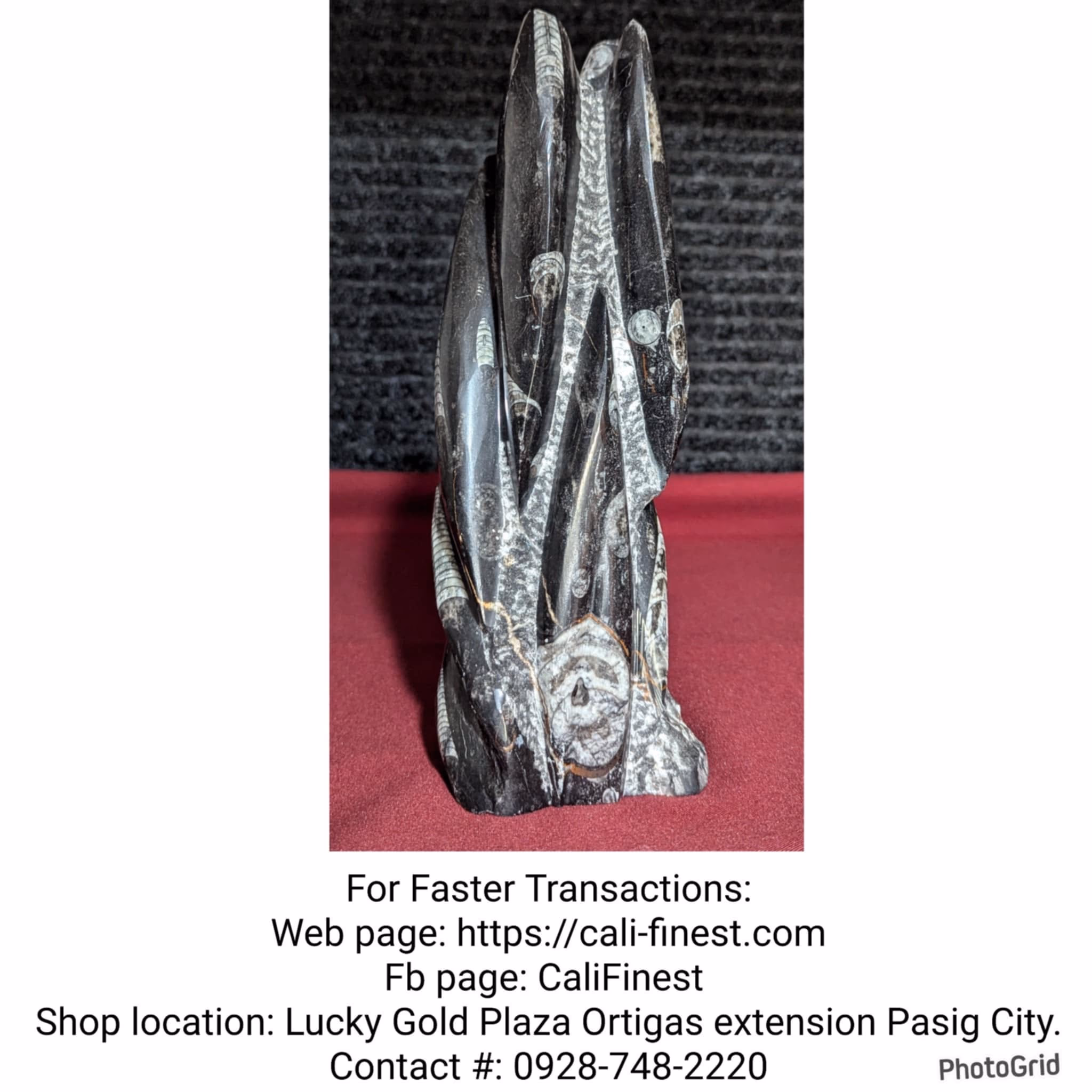 ORTHOCERAS Fossil Sculpture Freestanding Statue  HD95